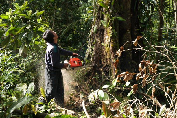 Best Tree Pruning Services  in Raintree Plantation, MO